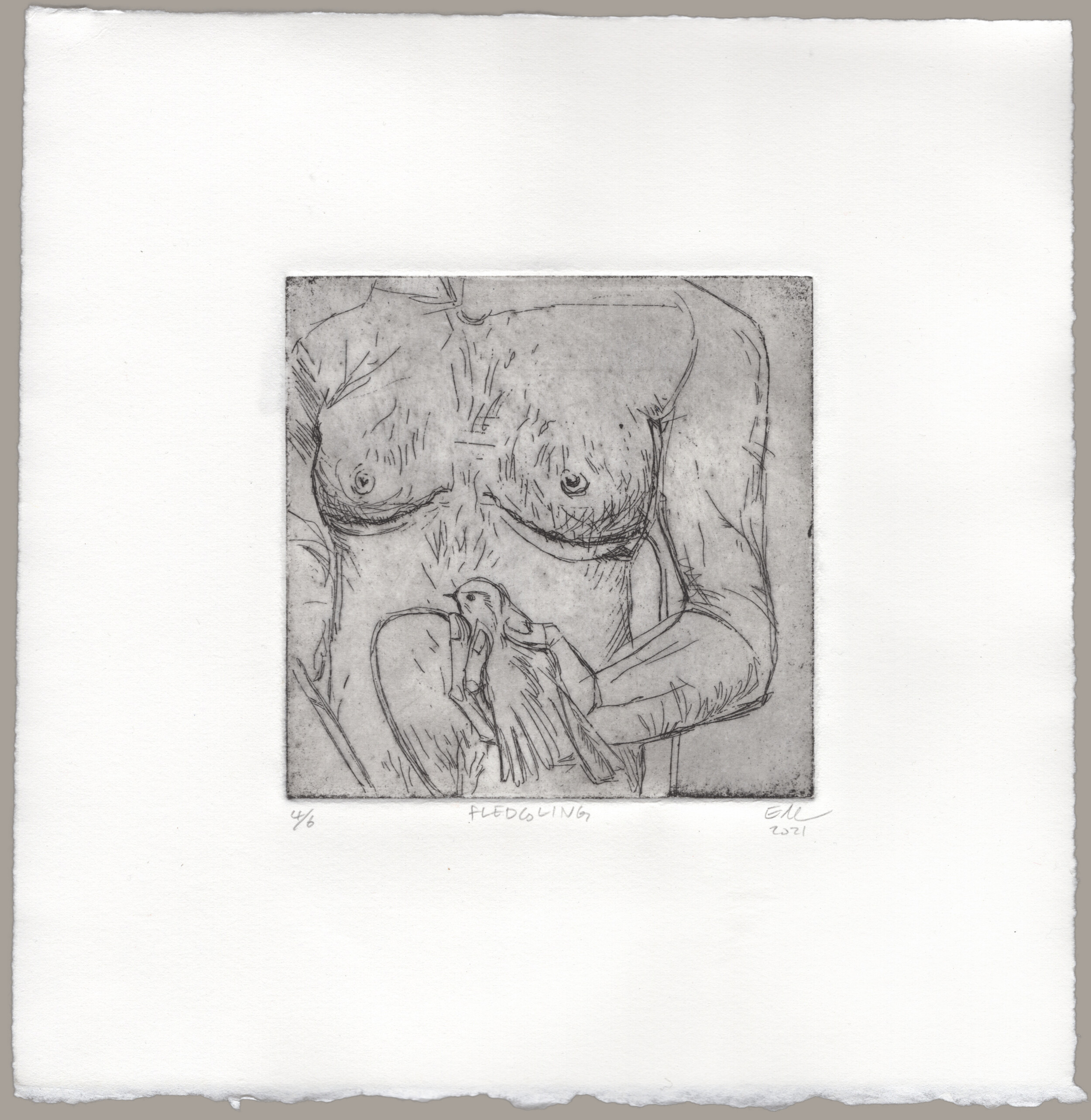 An etching of a hairy torso with recent top surgery scars. A drain tube hangs out of frame from the figures right incision. Their left arm is just out of frame, but their right arm is bent at the elbow, gently holding a sparrow. The bird is nestled calmly in the figures hand, looking off to the left. The other end of the drain tube loops up from out of frame and is connected to some unseen part of the bird. Print is signed: '4 of 6, Fledgling, EM 2021'