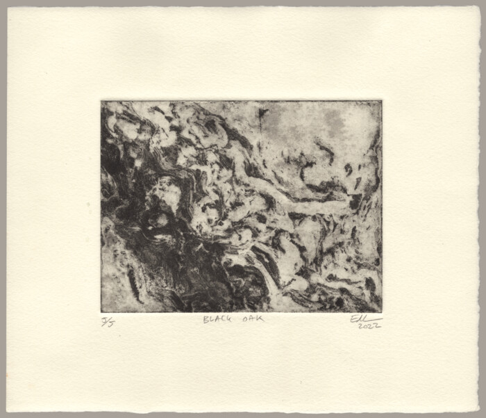 An abstract etching of the texture of tree bark.