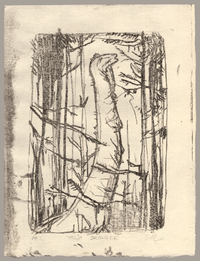 A lithograph of a long-necked dinosaur picking the leaves off of tall trees.